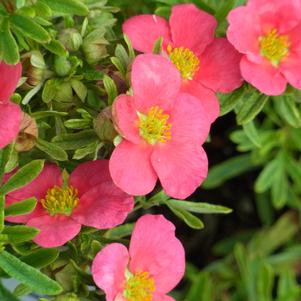 Potentilla fruticosa 'Hachliss' 