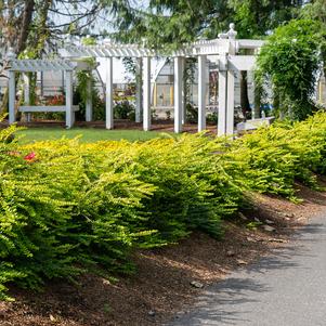 Lonicera nitida 'Golden Glow' 