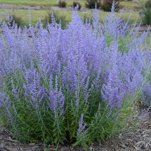 Perovskia atriplicifolia 'Blue Jean Baby' 