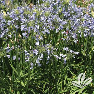 Agapanthus 'Peter Pan' 