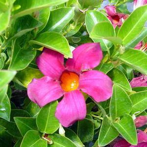 Mandevilla 'Sunmandecripi' 