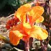 Canna indica 'Phasion' 