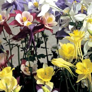 Aquilegia 'McKana Giant Mix' 