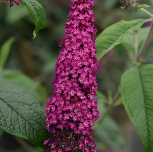 Buddleia 'Boscranz' 