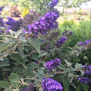 Buddleia 'Bostulu' 