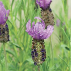 Lavandula stoechas 'Anouk' 