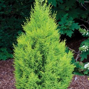 Cupressus macrocarpa 'Wilma Goldcrest' 