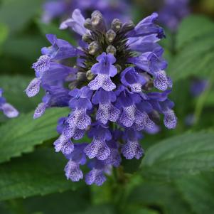 Nepeta 'Balneplud' 