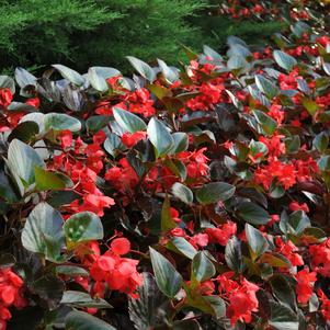 Begonia 'Rose With Bronze Leaf' 