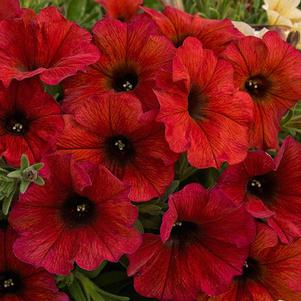 Petunia 'SAKPXC023' 