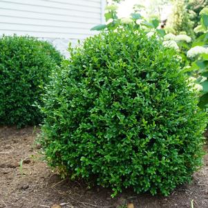 Buxus microphylla 'SB108' 