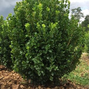 Buxus microphylla 'SB300' 