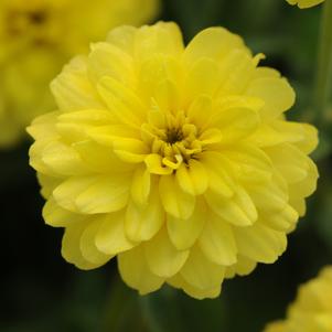 Zinnia elegans 'PAS414210' 