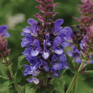 Salvia nemorosa 'Blue Marvel' 