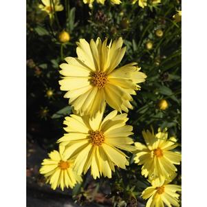 Coreopsis 'Leading Lady Lauren' 