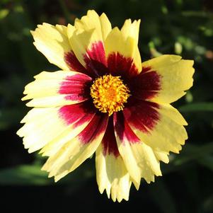 Coreopsis 'Super Star' 