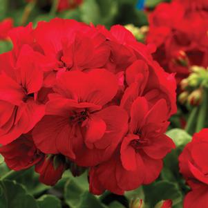 Pelargonium zonale 'Dark Red' 