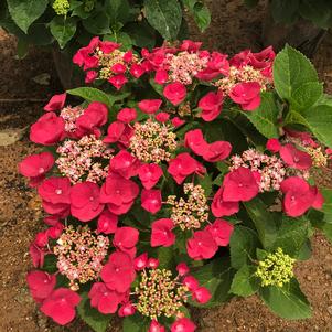 Hydrangea macrophylla 'McKay' 