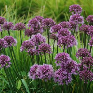 Allium 'Windy City' 