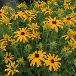 Rudbeckia 'Glitters Like Gold' 