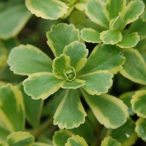 Sedum ellacombianum 'Cutting Edge' 