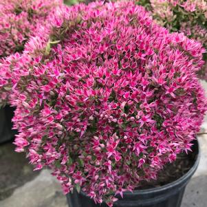 Sedum 'Lime Joy' 