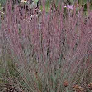 Schizachyrium scoparium 'Jazz' 