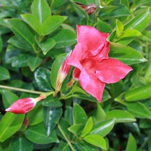 Mandevilla 'Sunmandecrim' 