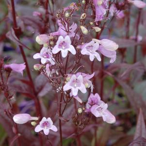 Penstemon digitalis 'Pocahontas' 