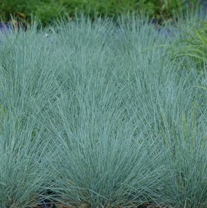Festuca 'Cool as Ice' 