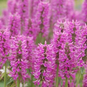 Stachys 'Summer Romance' 