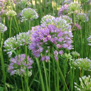 Allium 'August Asteroids' 