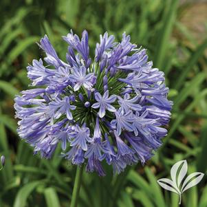 Agapanthus africanus 