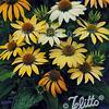 Echinacea purpurea 'Mellow Yellows' 