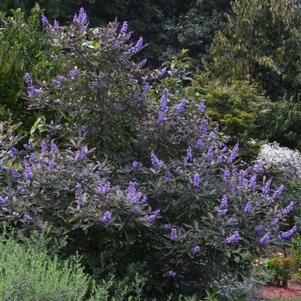 Vitex x 'Bailtexone' 