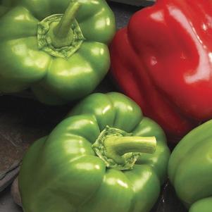 Capsicum annum 'Better Belle' 