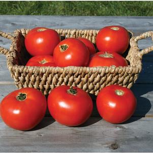 Lycopersicon 'Mountain Fresh Plus' 