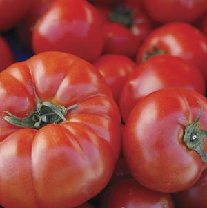 Lycopersicon 'Beefsteak' 