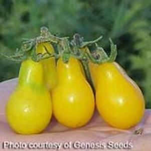 Lycopersicon 'Yellow Pear' 