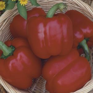 Capsicum annuum 'Red Bull' 