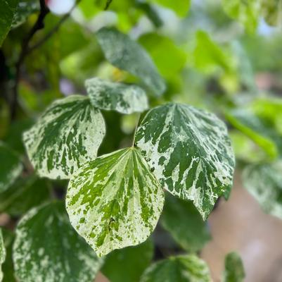 Cercis canadensis 'Alley Cat' 