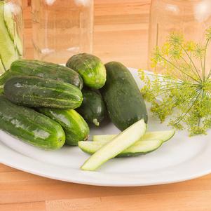 Cucumis sativus 'Max Pack' 