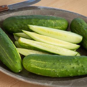 Cucumis sativus 'Citadel' 