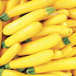 Cucurbita pepo 'Yellow Summer Crookneck' 