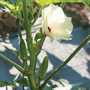 Abelmoschus esculentus 'Jambalaya' 