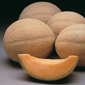 Cucumis melo reticulatus 'Athena' 