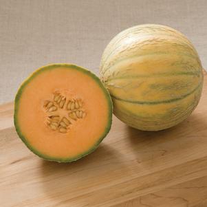 Cucumis melo 'Escorial' 