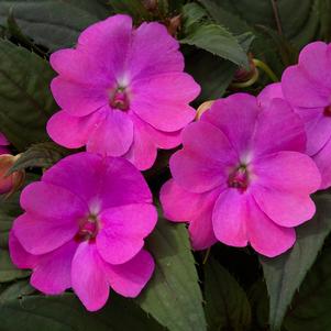 Impatiens x hybrida 'SAKimp006' 