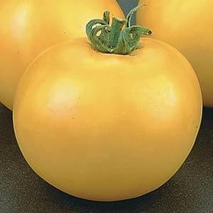 Lycopersicon 'Lemon Boy Yellow' 