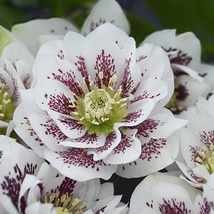 Helleborus 'Confetti Cake' 